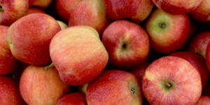 살아있는 음식의 대표로는 사과가 있습니다. 몸을 건강하게 하기 위해서는 사과를 하루 1개씩 먹는 것이 좋습니다. 이는 몸의 독소를 배출하는데 도움이 됩니다.